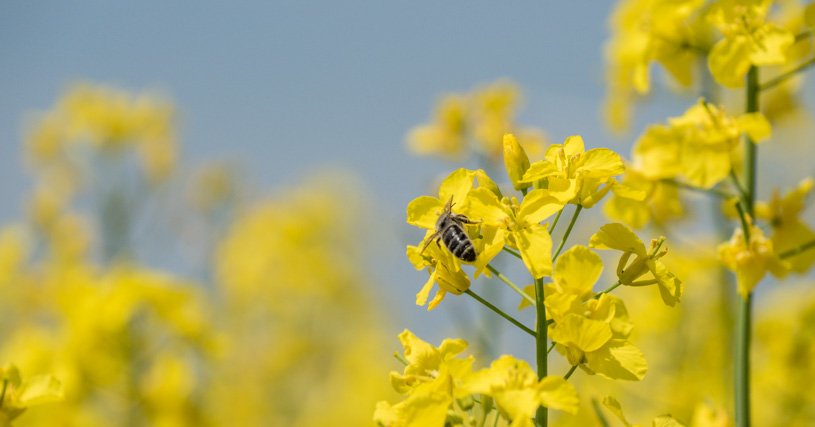 LG ADAPT - Raps mit TuYV-Resistenz, Phoma-Resistenz, Verticillium-Resistenz, Schotenplatzfestigkeit