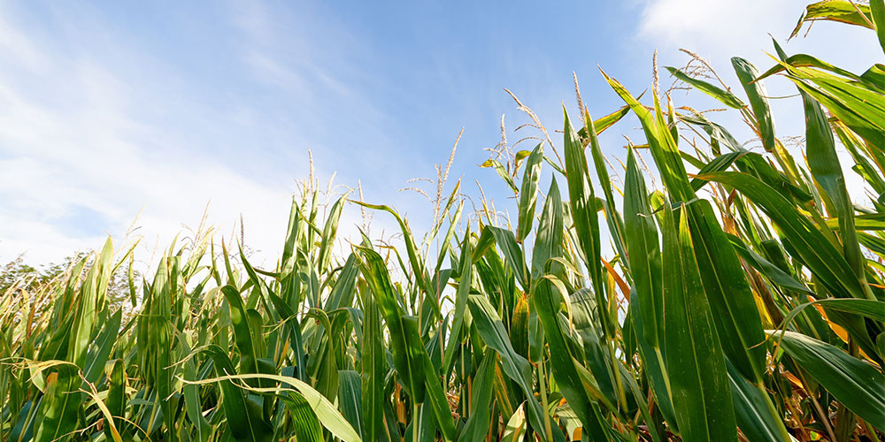 Mais LG 31.273 - sehr ertragsbetonter Silo- und Biogasmais