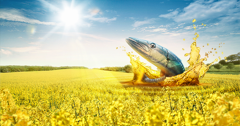 LG BARACUDA - Raps mit TuYV-Resistenz, Kohlhernie-Resistenz, Phoma-Resistenz