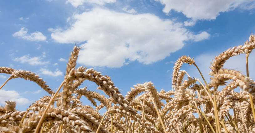 LG TOMJOL - B-Winterweizen, Kompensationstyp