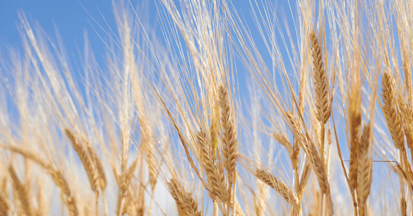 LG BARYTON - Sommer-Braugerste