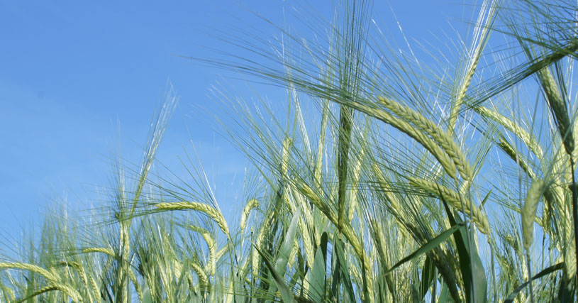 LG CAIMAN - Wintergerste, zweizeilig